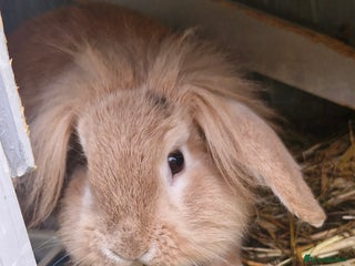 Mini Lion Lop rabbits Baby mini lop and lionhead - Advert 6