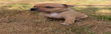 Staffordshire Bull Terrier 1