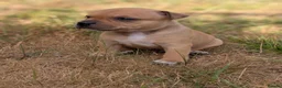 Staffordshire Bull Terrier dogs for sale: KC Red Staffords  - Advert 11