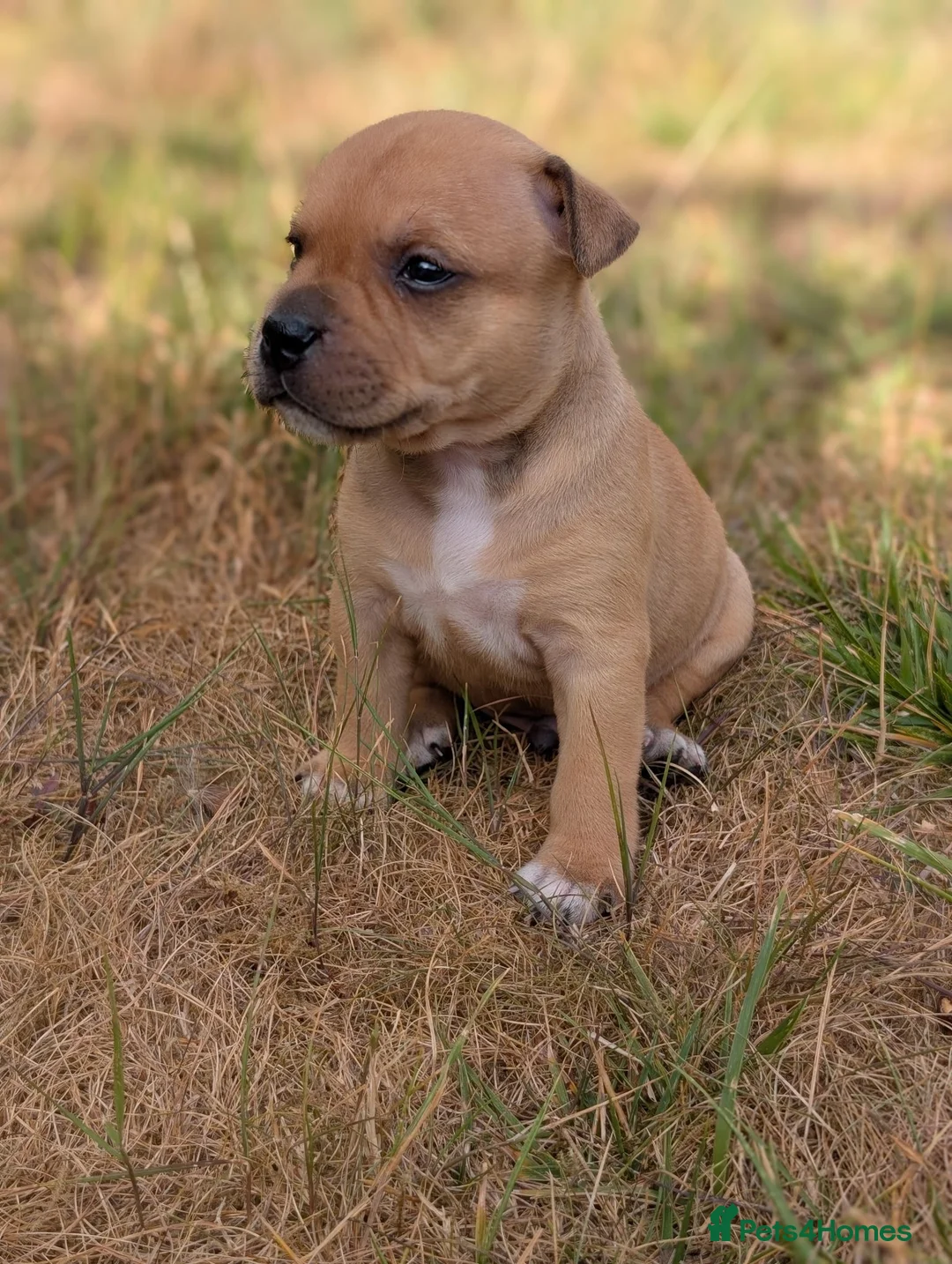 Staffordshire Bull Terrier dogs for sale: KC Red Staffords  - Advert 11