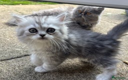 Persian cats for sale: Last Boy! Persian Ragdoll Kittens  - Image 7