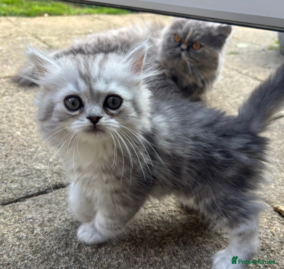 Persian cats for sale: Last Boy! Persian Ragdoll Kittens  - Image 7