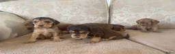 Cocker Spaniel dogs for sale: KC SHOWCOCKER SPANIELS - Advert 5