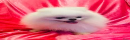 Pomeranian dogs for stud: Ice White Boy for Stud Only , Kc 🌟🌟🌟🌟🌟 - Advert 5