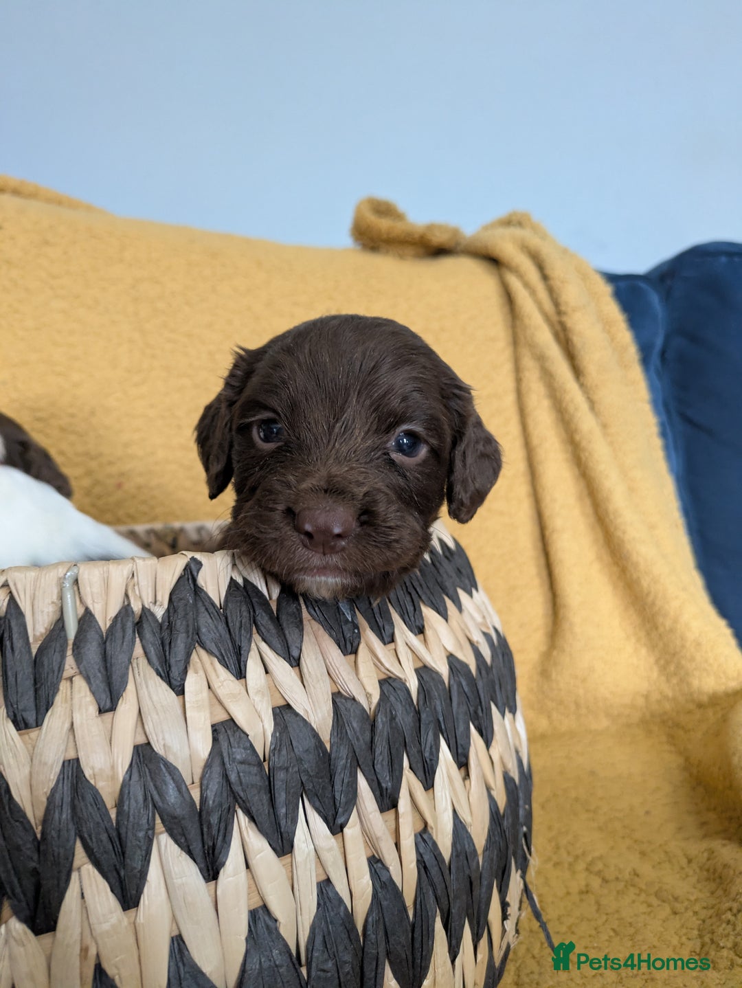 Sprocker dogs for sale: 🐶✨ F2 Sprocker Puppies – Growing Beautifully! ✨🐶 - Image 6