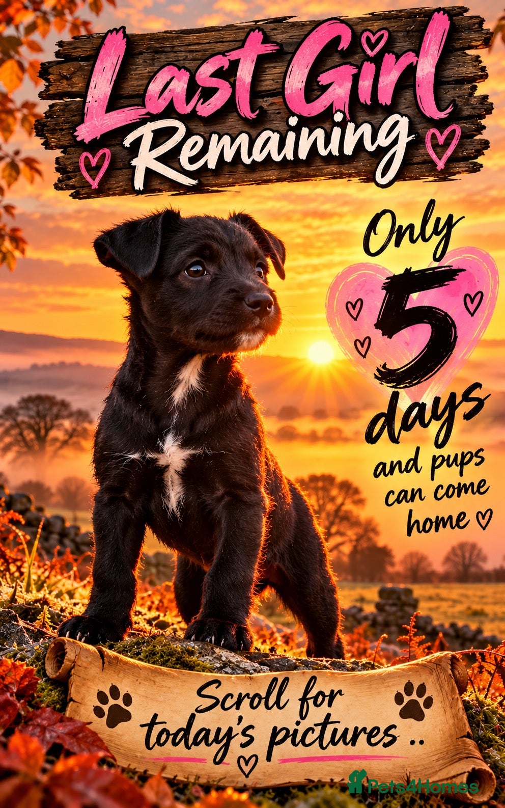 Patterdale Terrier dogs Stunning spooktacular Patterdale puppies  - Advert 2