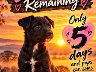 Patterdale Terrier dogs Stunning spooktacular Patterdale puppies - Advert 2