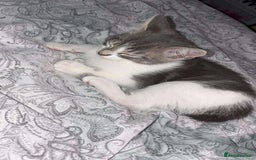 Mixed Breed cats for sale: Kitten - Image 1