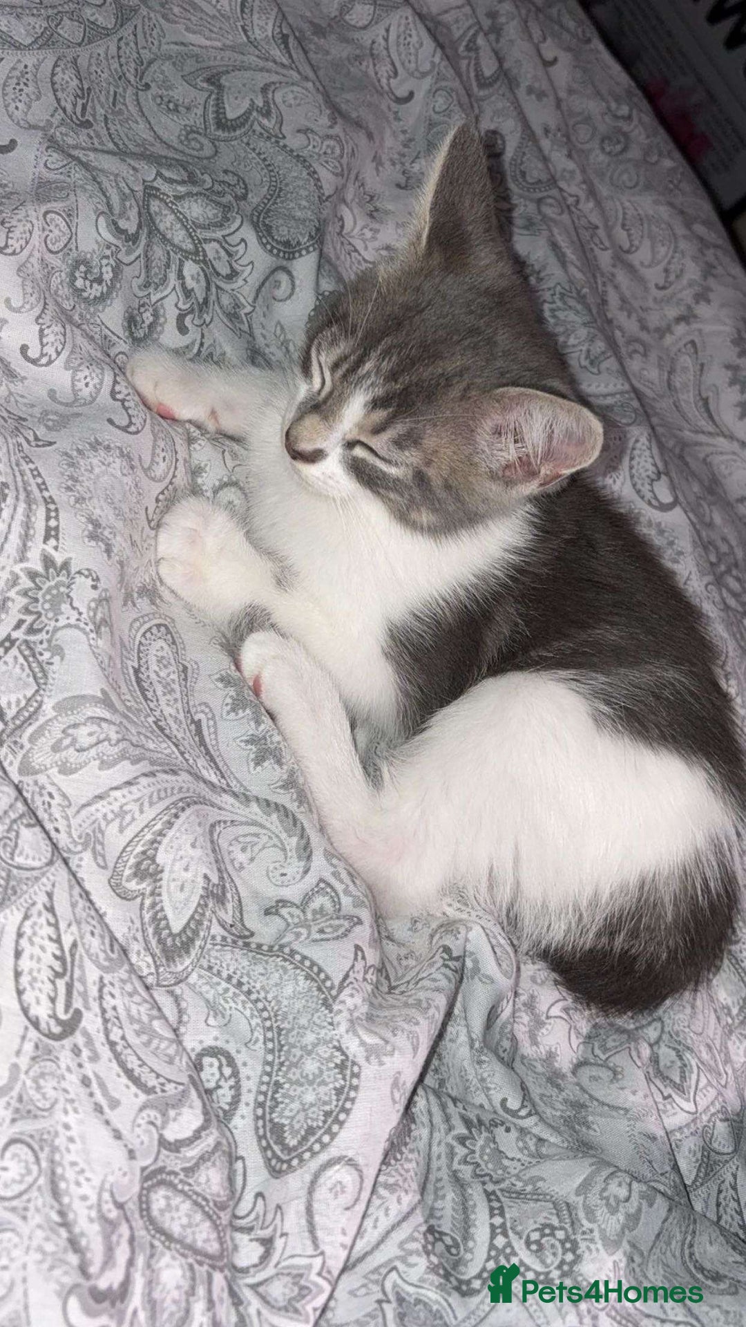 Mixed Breed cats for sale: Kitten - Image 1