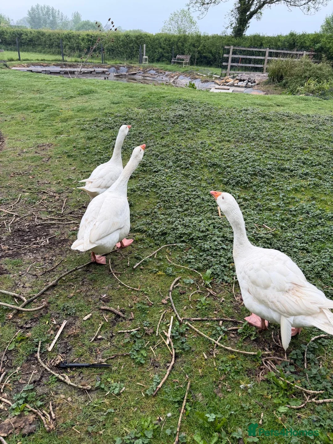 Geese poultry for sale: 3 geese looking for new home  in Langport - Advert 2