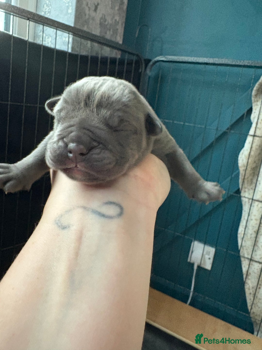 Olde English Bulldogge dogs for sale: Olde English Bulldogge Litter. - Image 8