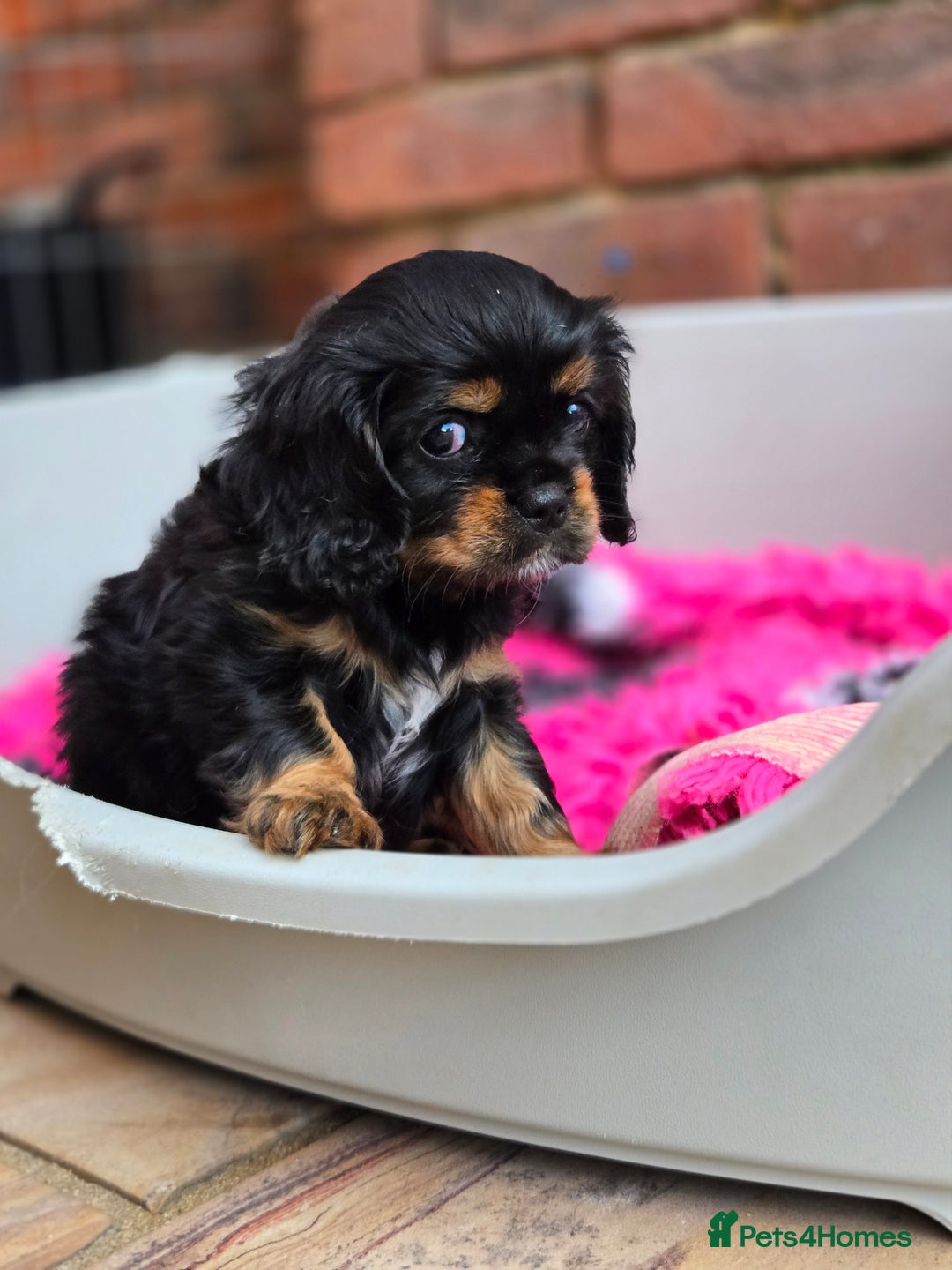 Cavalier King Charles Spaniel dogs for sale: KC Reg Black & Tan Cavalier Girl Puppies  - Image 5