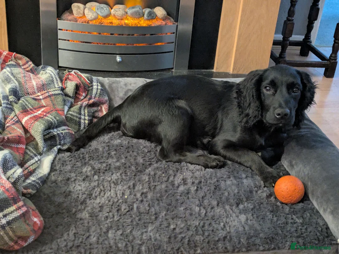 Cocker Spaniel dogs for sale: 6 month old cocker in Newport - Advert 3