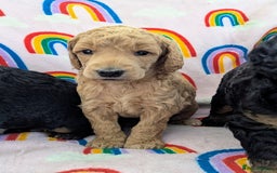 Miniature Poodle dogs for sale: Stunning Red & Phantom Poodles - Image 38