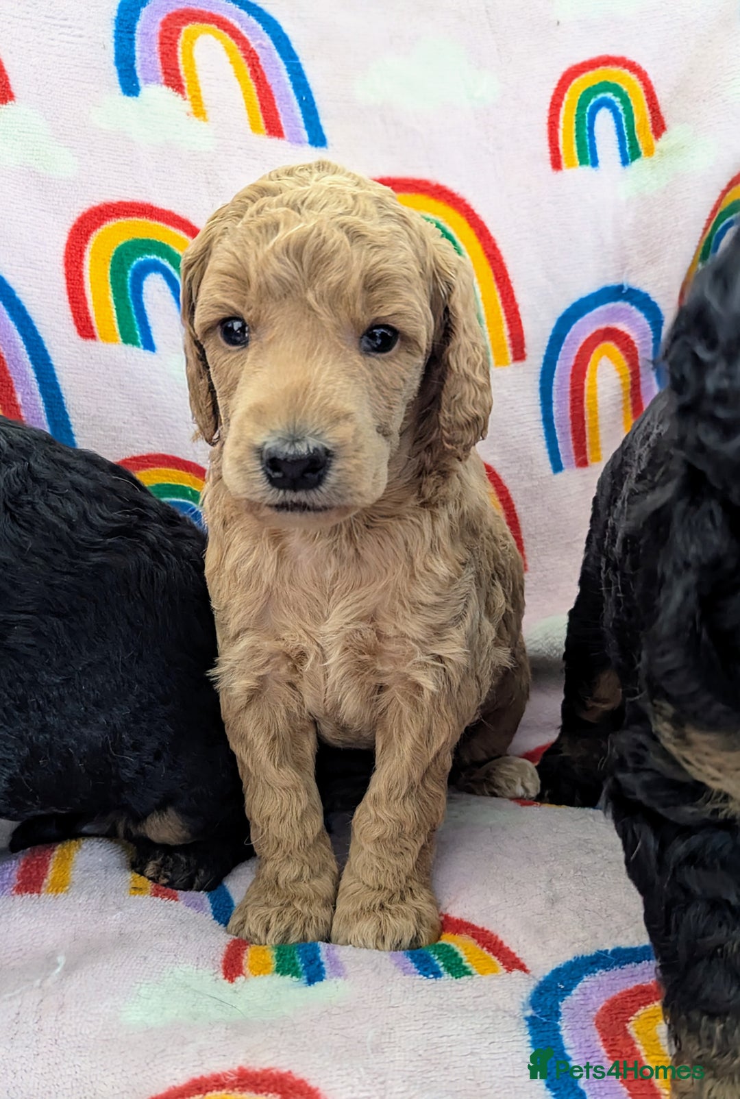 Miniature Poodle dogs for sale: Stunning Red & Phantom Poodles - Image 38