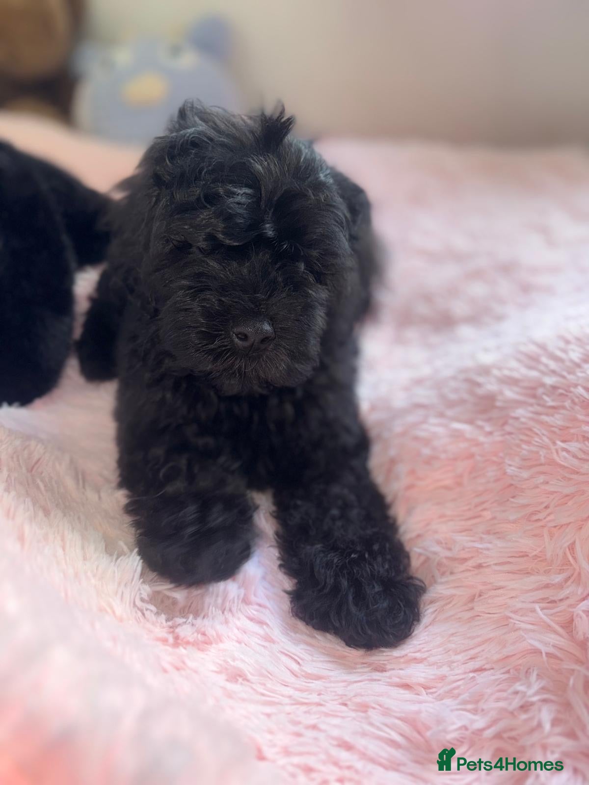 Cavapoo dogs Ready now, health tested F1 Cavapoos  - Advert 1