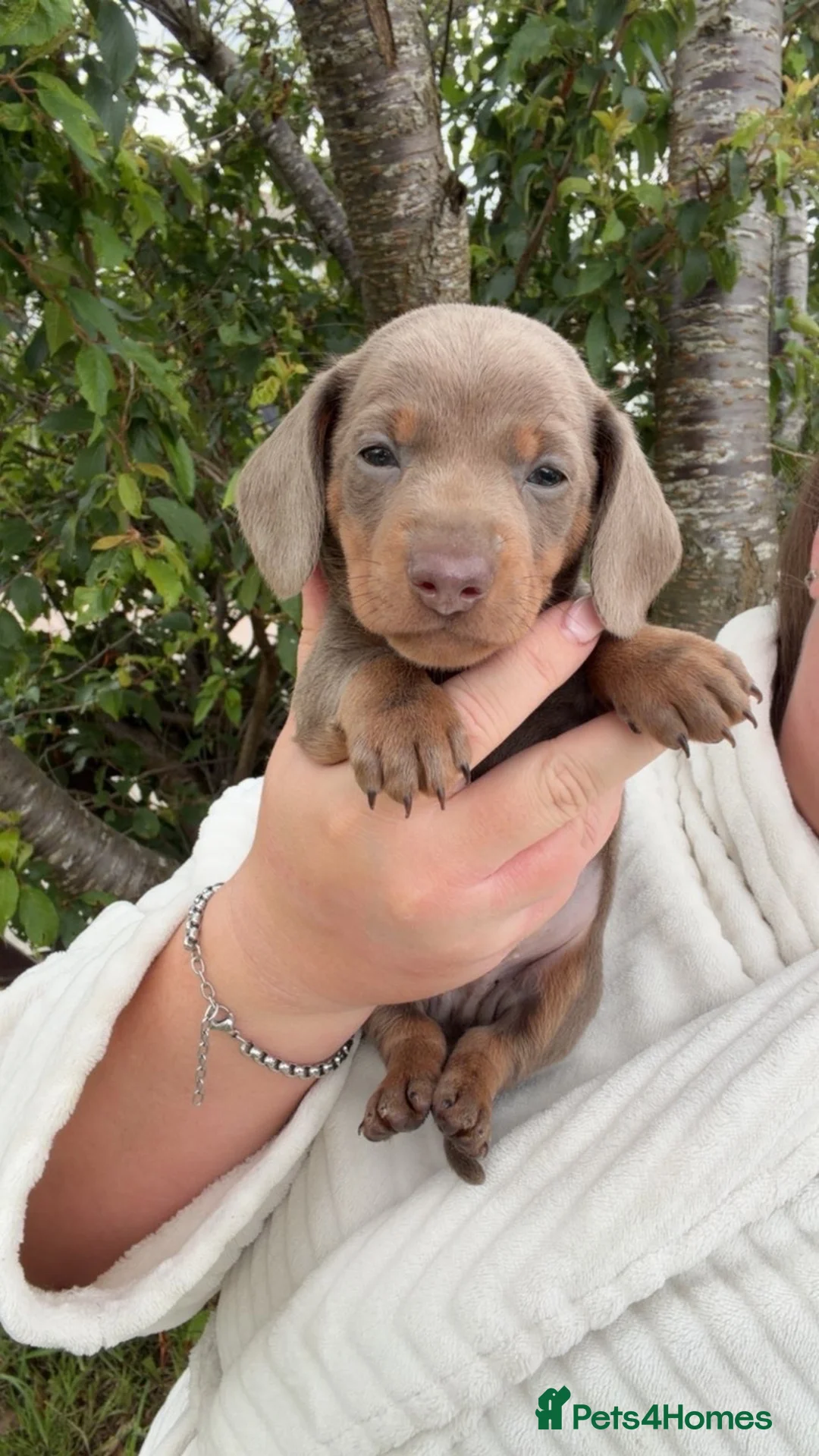 Miniature Dachshund dogs for sale: 4 gorgeous boys looking for their forever homes  - Advert 2