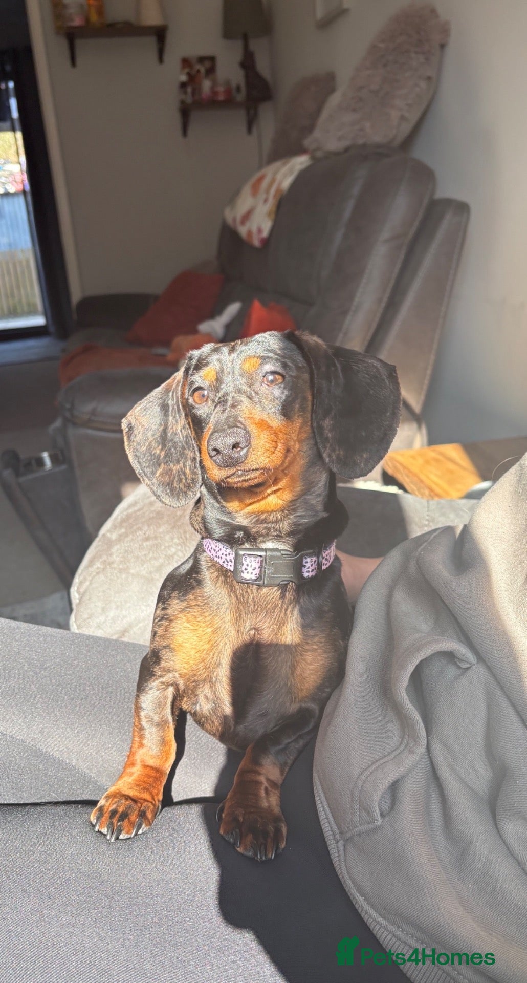 Miniature Dachshund dogs Miniature Dachshund Puppy - Advert 3