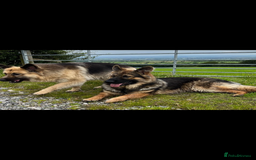 German Shepherd dogs for sale: 8 beautiful long haired German shepherd puppies  - Image 12