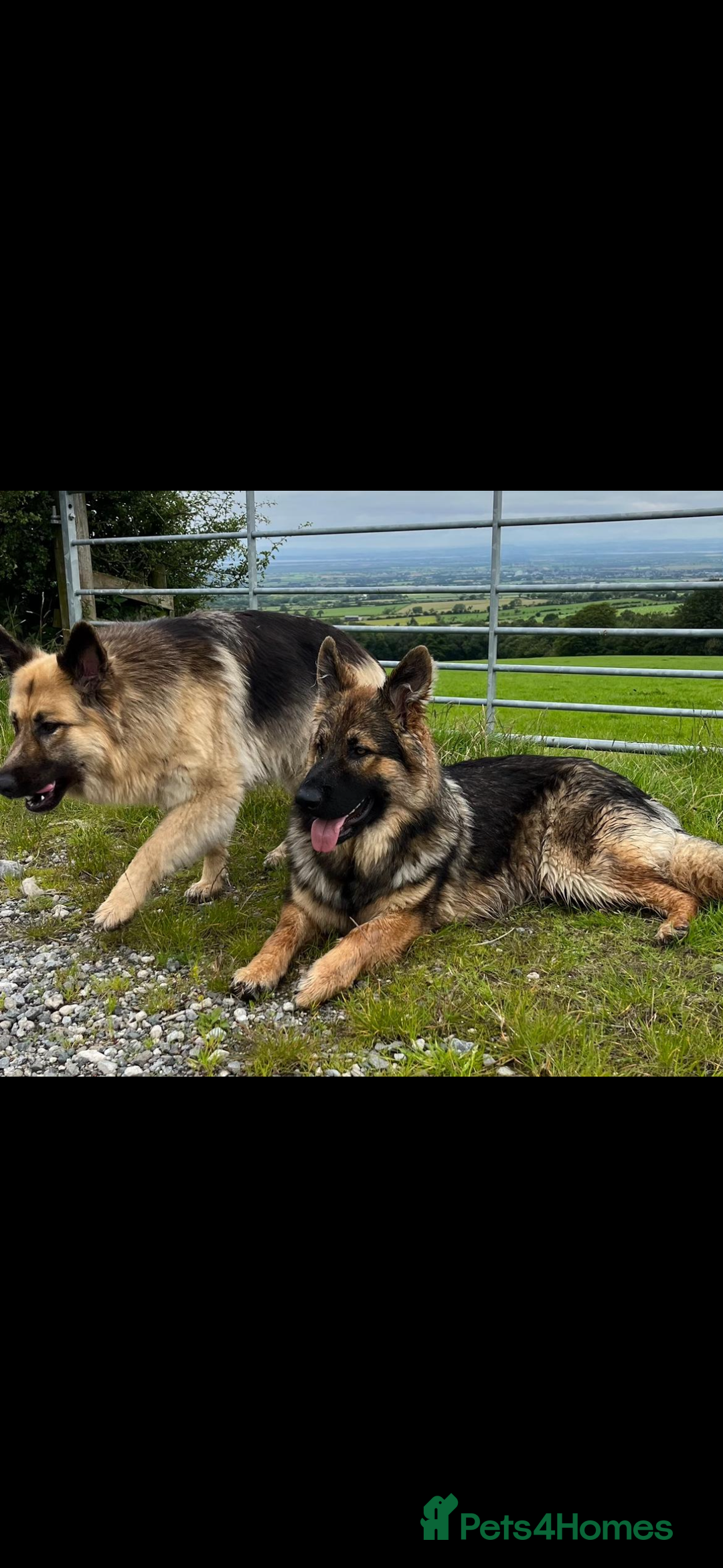 German Shepherd dogs for sale: 8 beautiful long haired German shepherd puppies  - Image 12
