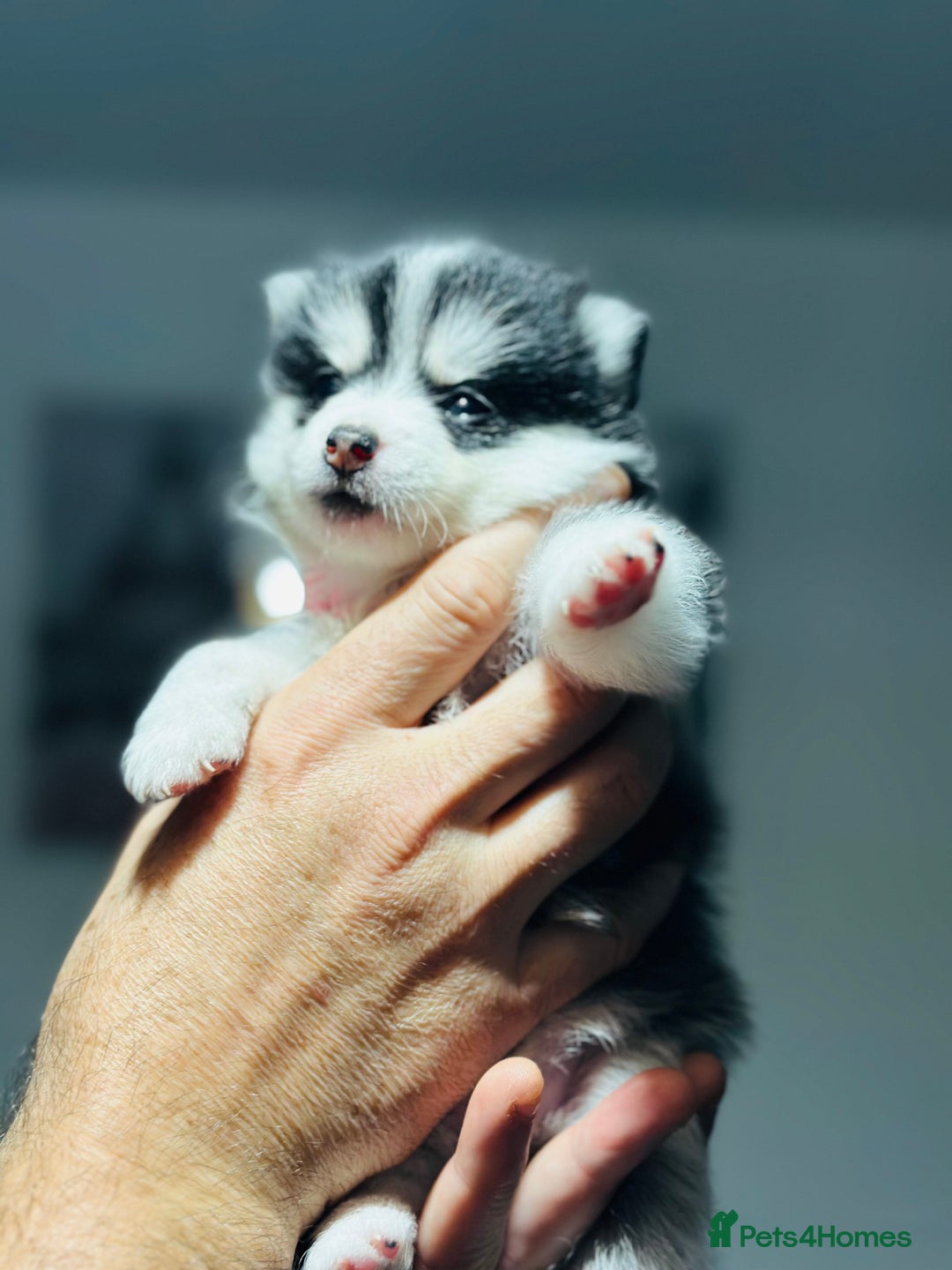 Pomsky dogs for sale: Pomsky Puppy - Image 4