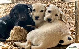 Labrador Retriever dogs for sale: Labrador Pups Chunky traditional type 1 girl left in Barrow-upon-Humber - Image 38