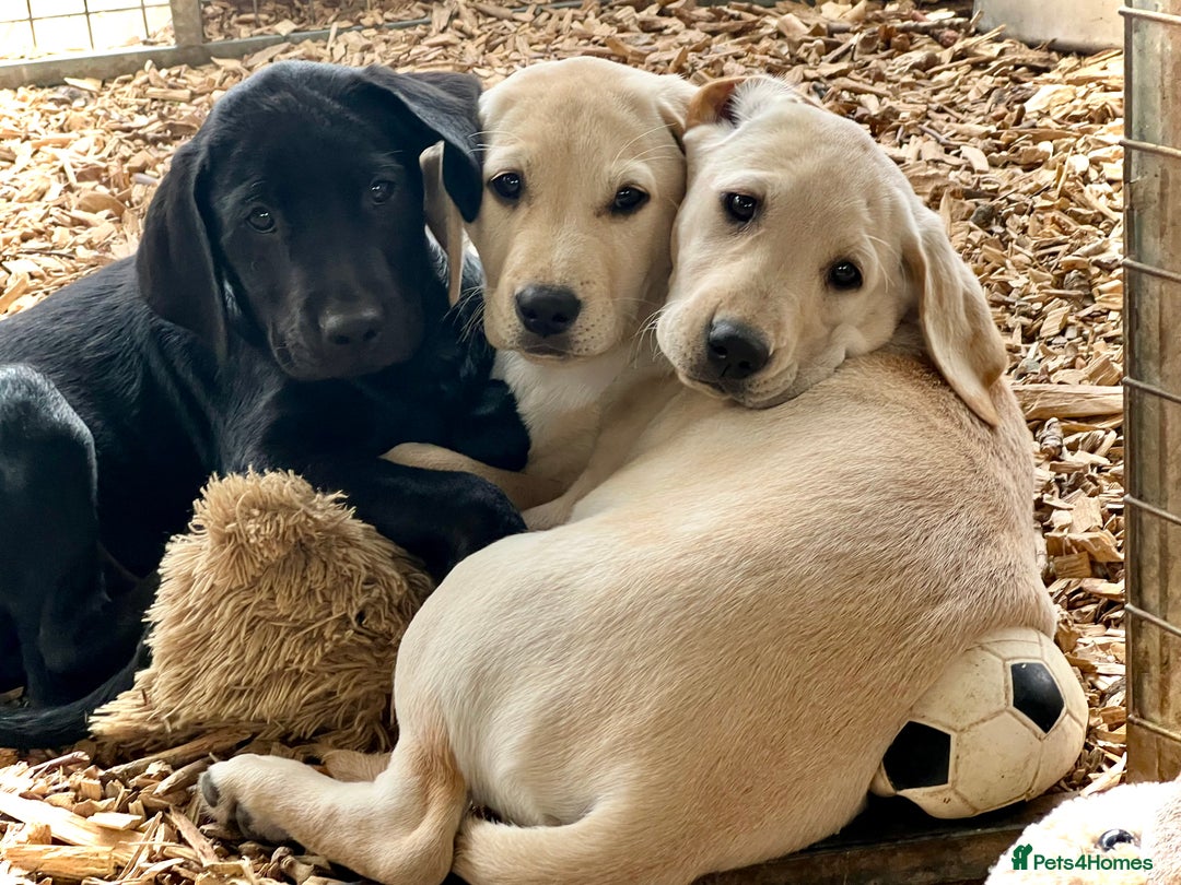 Labrador Retriever dogs for sale: Labrador Pups Chunky traditional type 1 girl left in Barrow-upon-Humber - Image 38