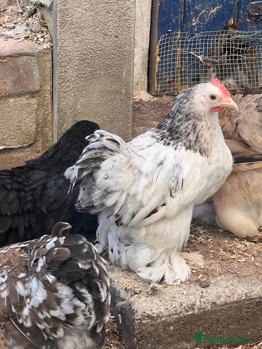 Chickens poultry for sale: Pekin bantams  - Advert 15