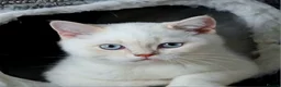 British Shorthair cats for sale: GCCF reg, Stunning Colourpoint Kittens - Advert 1
