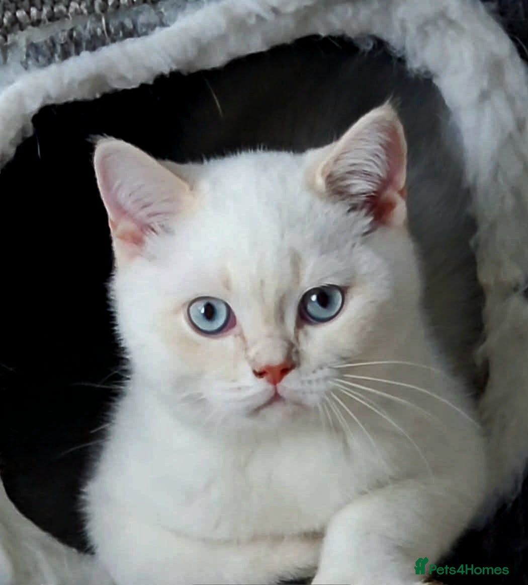 British Shorthair cats GCCF reg, Stunning Colourpoint Kittens - Advert 14