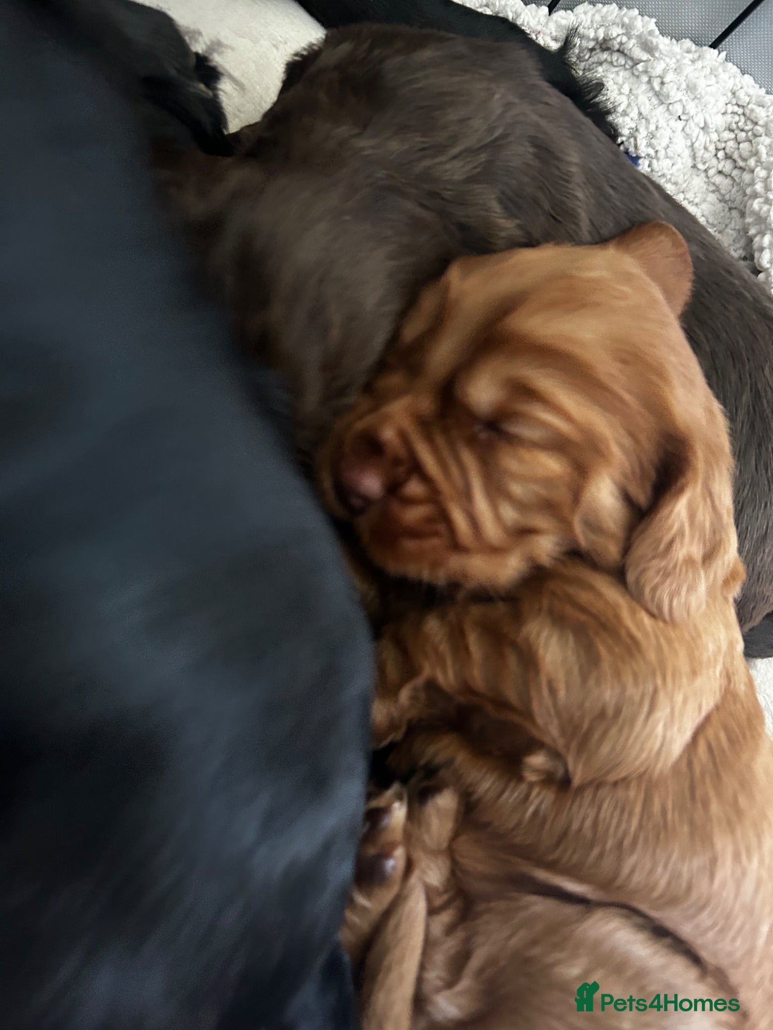 Cocker Spaniel dogs Working cocker spaniel puppies  - Advert 3