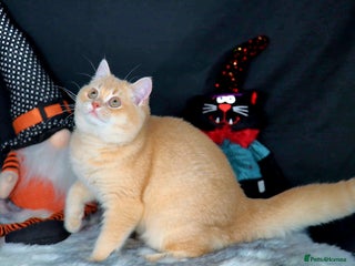 British Shorthair cats Registered Golden British shorthair available - Advert 8