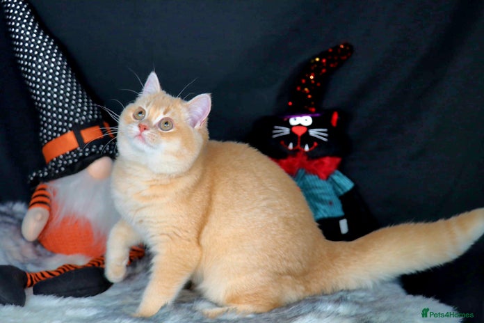British Shorthair cats Registered Golden British shorthair available - Advert 6