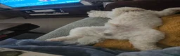 Bichon Frise dogs for sale: Male beshon frise  - Advert 6
