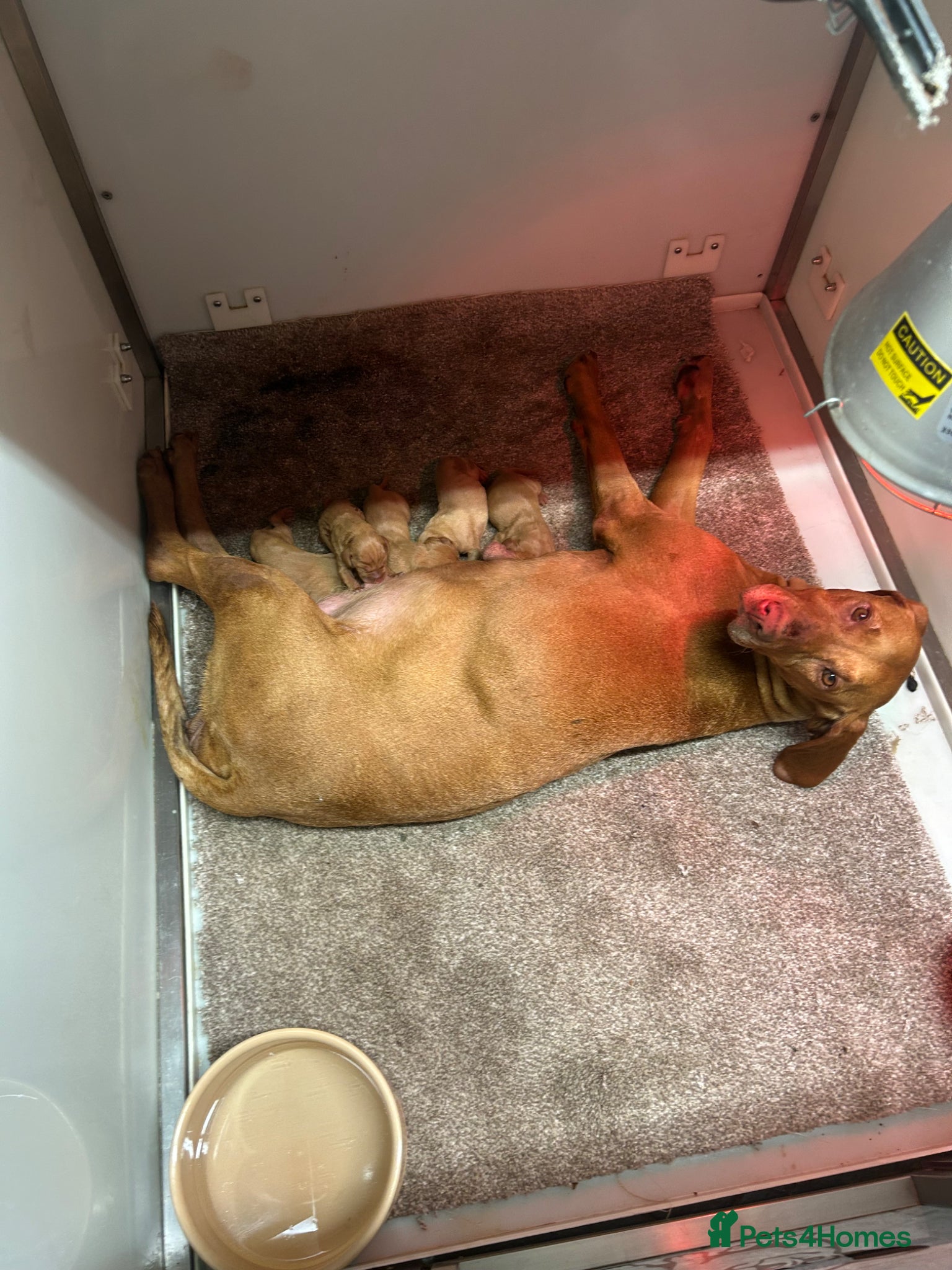 Hungarian Vizsla dogs KC Hungarian Vizsla puppies  - Advert 1