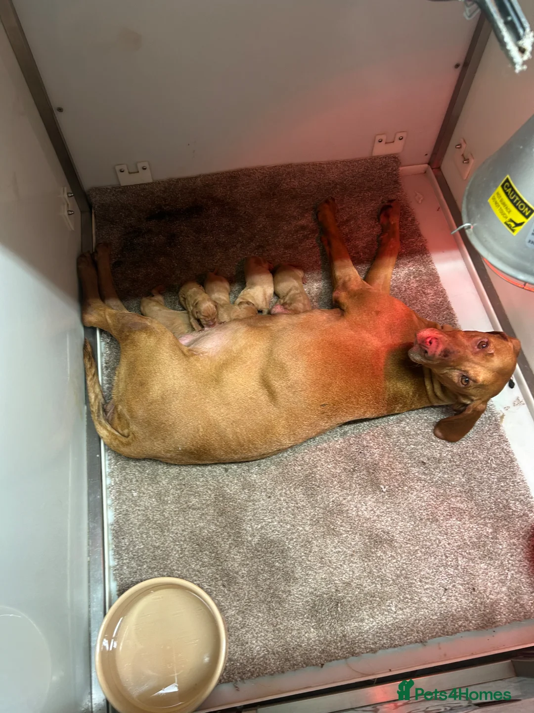 Hungarian Vizsla dogs for sale: KC Hungarian Vizsla puppies  - Advert 1