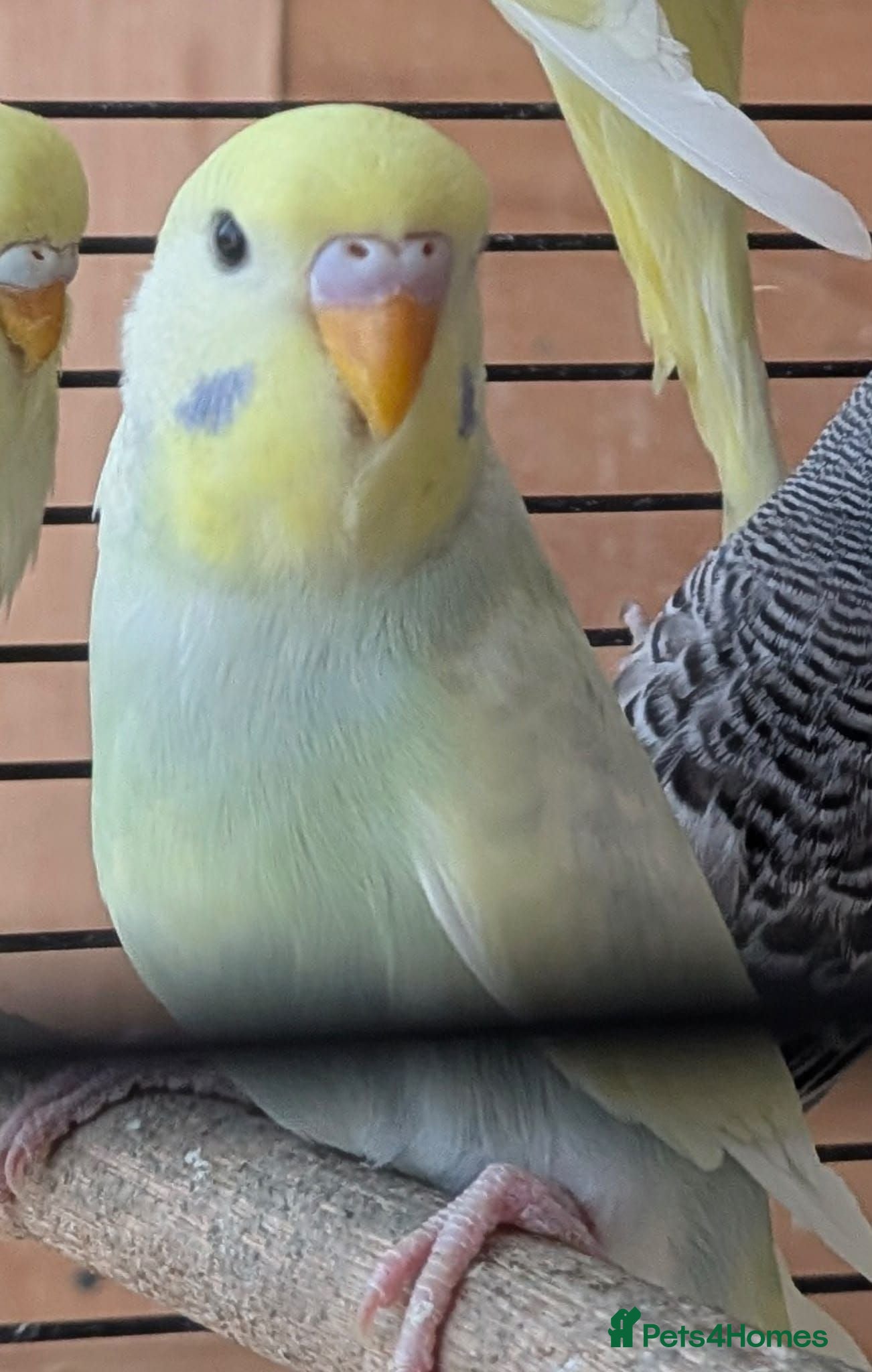 Budgerigars birds Budgies with Complete setup and Cage - Advert 2