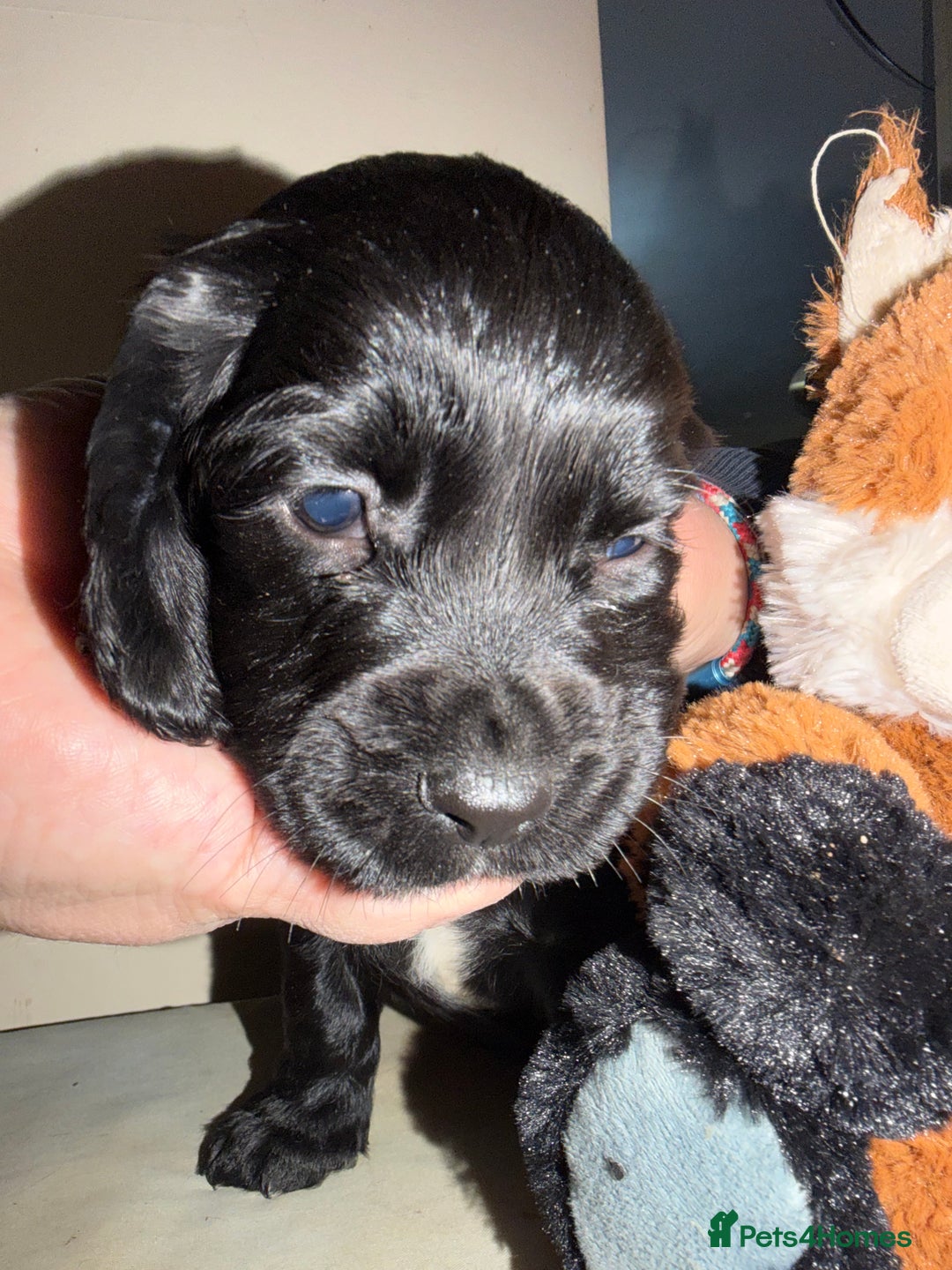 Cocker Spaniel dogs for sale: KC registered Working cocker spaniel puppies  - Advert 2