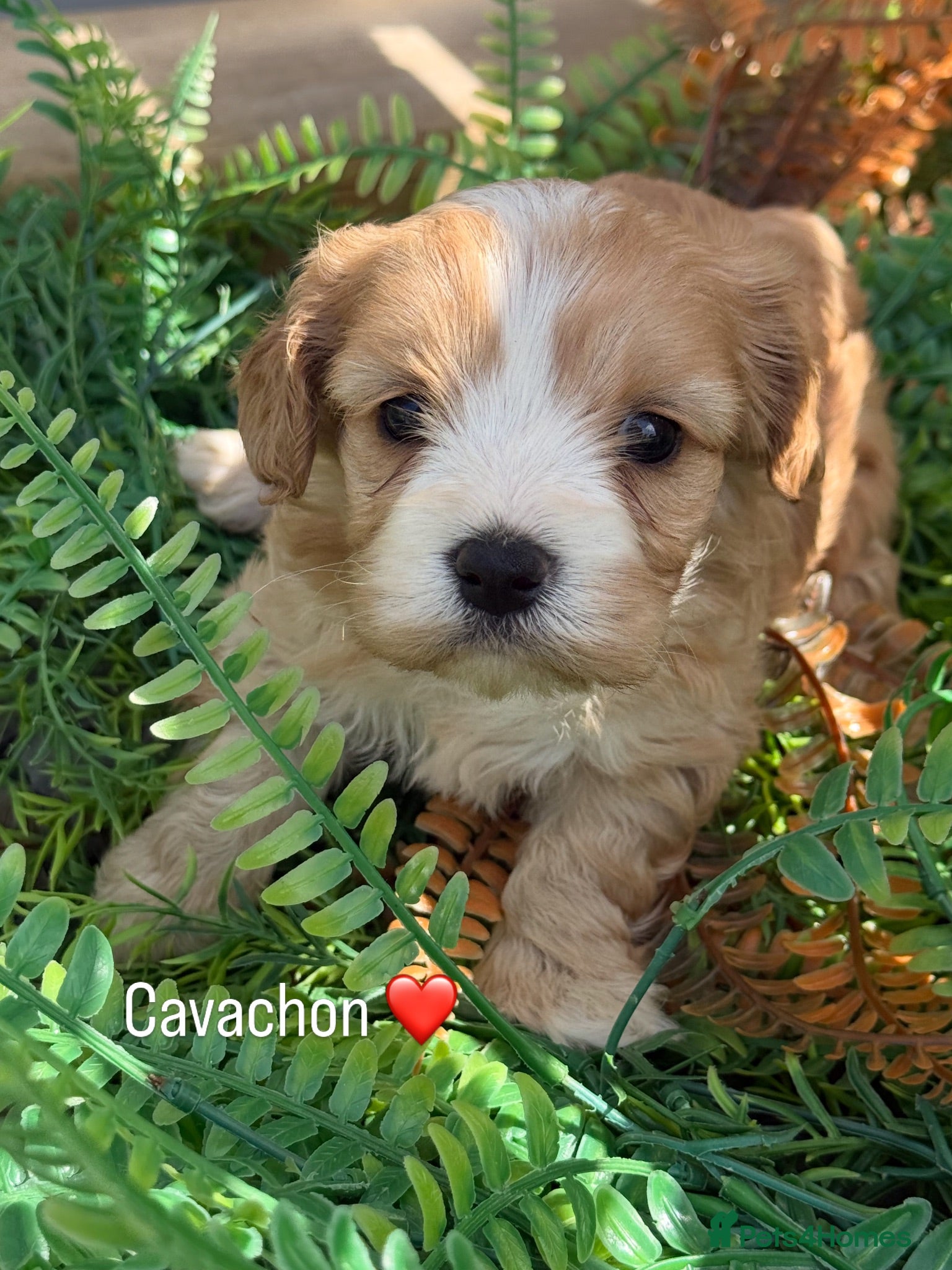 Cavachon dogs Gorgeous  Cavachon  - Advert 1
