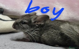 Chinchilla rodents for sale: Baby chinchillas ready for their new homes - Advert 2