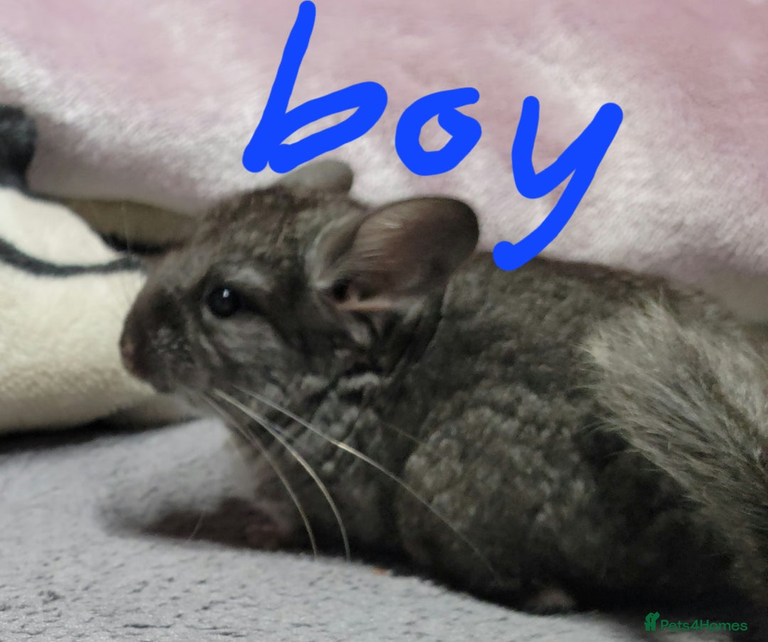 Chinchilla rodents for sale: Baby chinchillas ready for their new homes - Advert 2