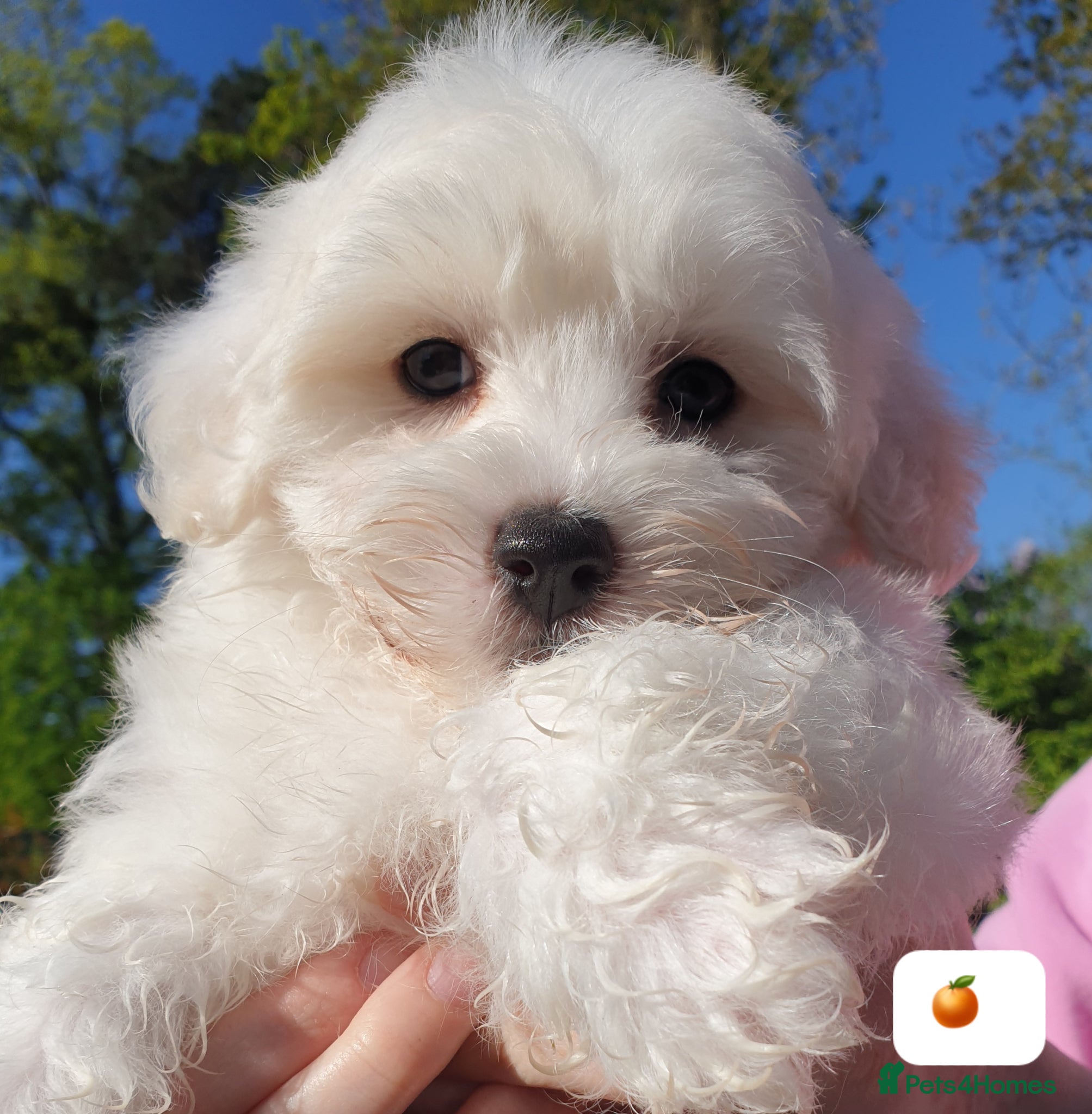 Coton De Tulear dogs K.C. Reg. Coton de Tulear, health tested parents - Advert 3