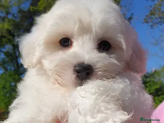 Coton De Tulear dogs K.C. Reg. Coton de Tulear, health tested parents - Advert 2