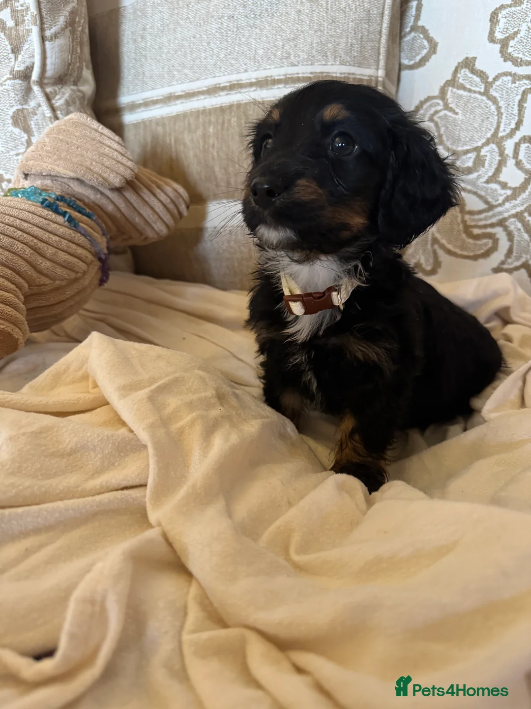 Miniature Dachshund dogs for sale: Miniature dachshunds - Advert 14