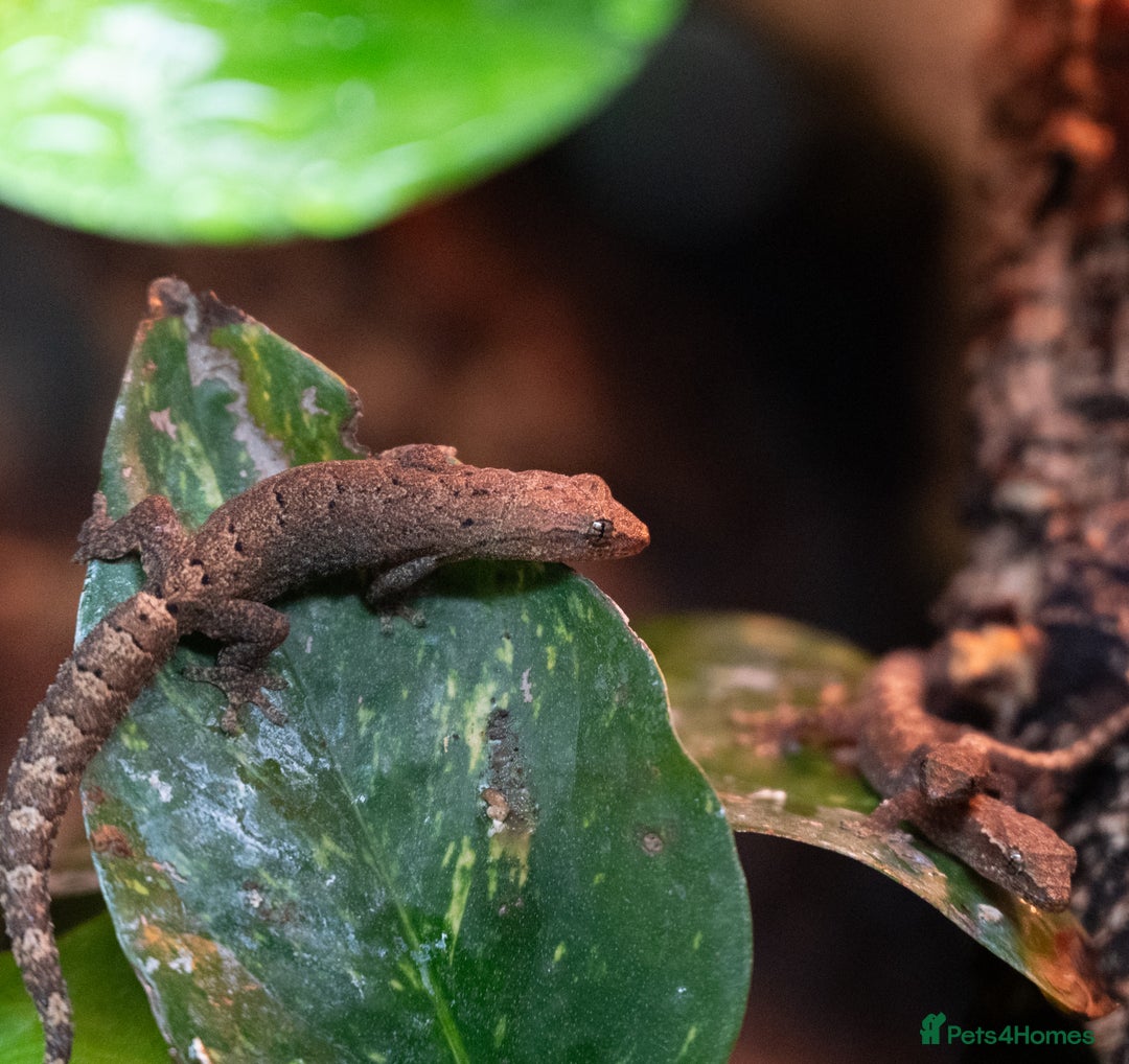 Gecko reptiles for sale: Mourning Geckos  - Advert 4