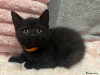 British Shorthair cats - Advert 30