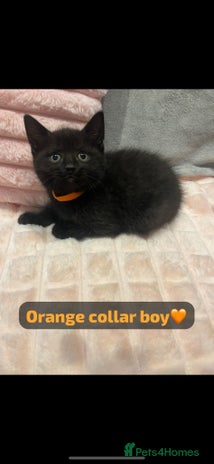 British Shorthair cats - Advert 11