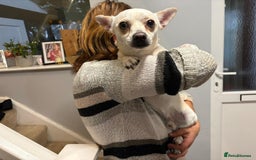 Chihuahua dogs for adoption: 🐾  BARRY - Friendly, Energetic Chihuahua Boy - Image 6