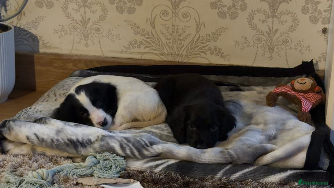 Cocker Spaniel dogs for sale: Cocker Spaniel Merle Puppies  - Advert 8