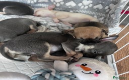 Chihuahua dogs for sale: Adorable apple head short coat chihuahua puppies.  - Image 24